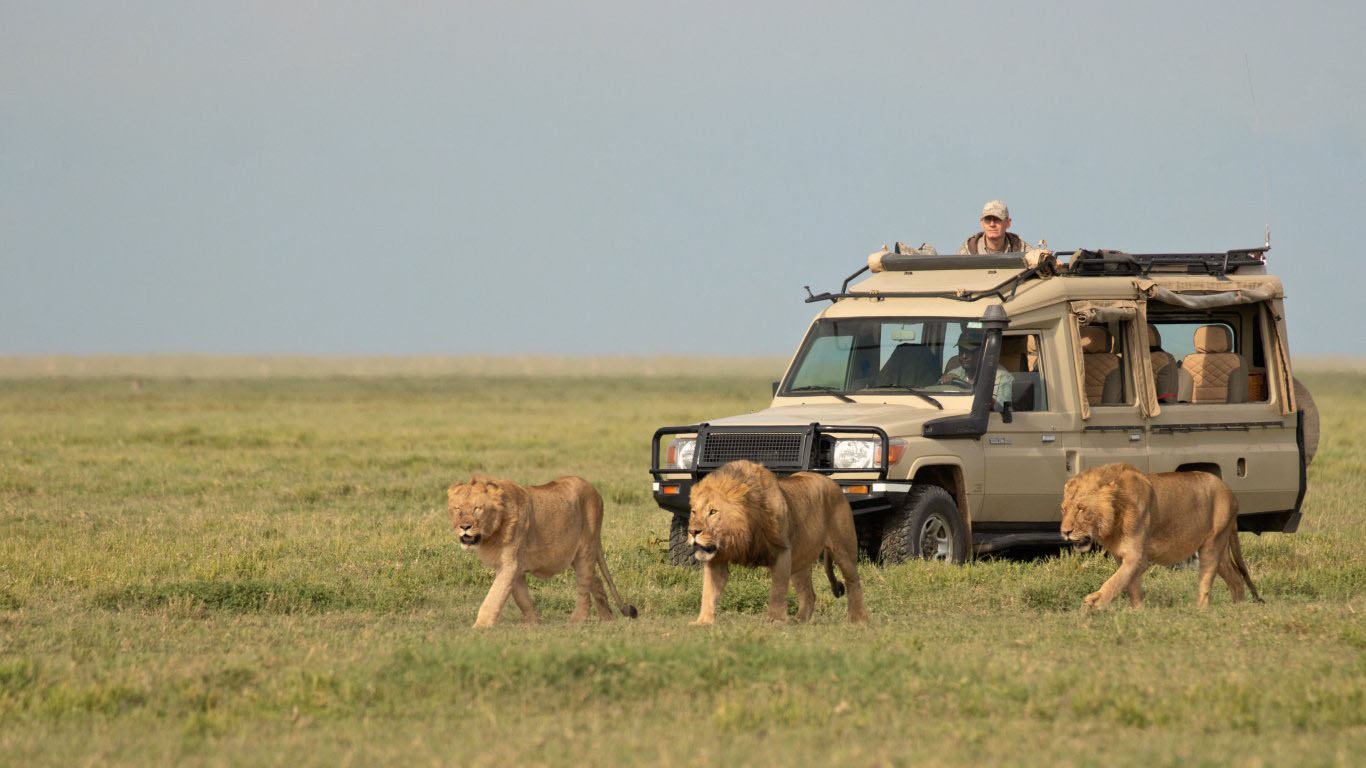 How to plan 4 days Tanzania safari holidays vacation this travel season